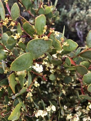 Acacia phlebophylla