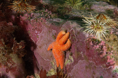 Allostichaster capensis