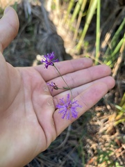 Vernonia blodgettii