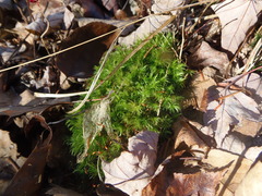 Fissidens bryoides