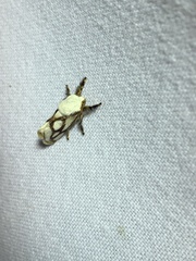 Parapluda invitabilis