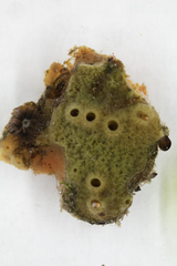 Hymeniacidon perlevis