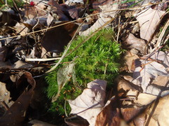 Fissidens bryoides
