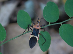 Zelurus circumcinctus