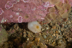 Cnemidocarpa verrucosa