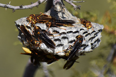 Polistes major