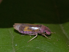 Proconiini