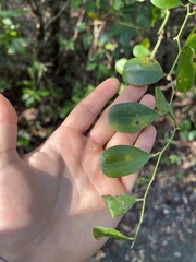 Smilax havanensis