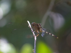 Erythemis plebeja