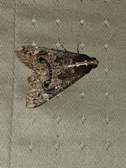 Sphingomorpha chlorea