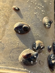 Crepidula convexa
