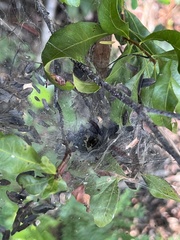 Barronopsis floridensis