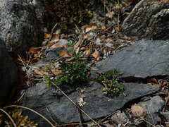 Gingidia decipiens