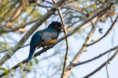 Trogon surrucura