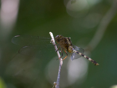 Erythemis plebeja