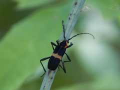 Cerambycidae