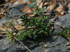 Gingidia decipiens