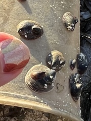 Crepidula convexa