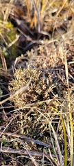 Cladonia phyllophora