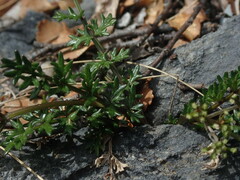 Gingidia decipiens