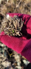 Cladonia phyllophora