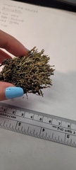 Cladonia phyllophora