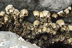 Semibalanus cariosus