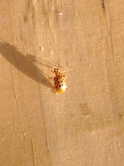 Plectonycha correntina