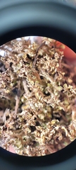 Cladonia phyllophora