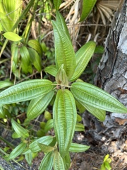 Miconia bicolor