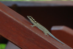 Lygodactylus mombasicus
