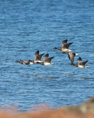 Branta bernicla