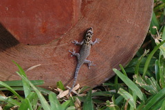 Lygodactylus mombasicus