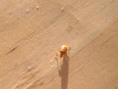 Plectonycha correntina