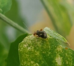 Halticus luteicollis