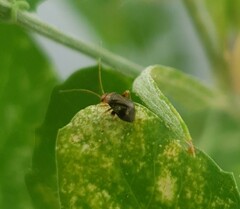 Halticus luteicollis