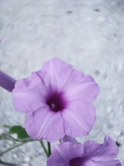 Ipomoea