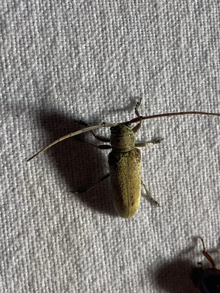Prosopocera bothai