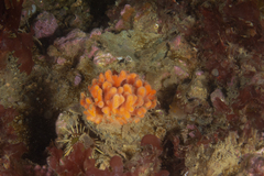 Clathria