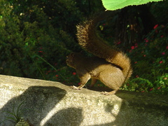 Sciurus aestuans