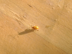 Plectonycha correntina