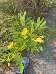 Senna chapmanii