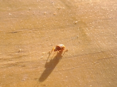 Plectonycha correntina