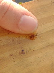 Plectonycha correntina