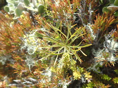 Ranunculus verticillatus