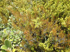 Ranunculus verticillatus