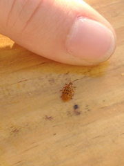 Plectonycha correntina