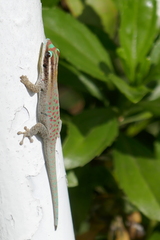 Phelsuma ornata
