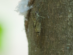 Cicadettinae