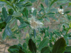 Baccharis heterophylla
